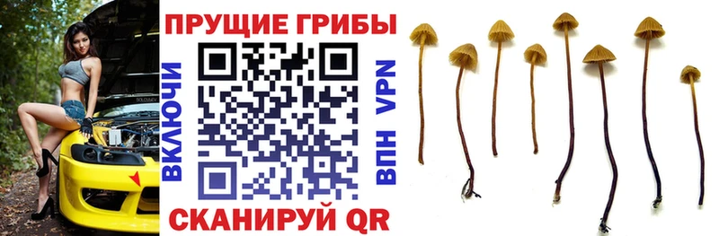 Купить  Ершов  Псилоцибиновые грибы Magic Shrooms 